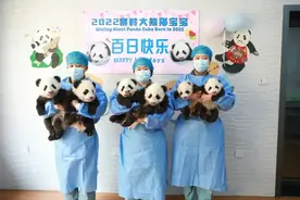 太萌了！6只秦岭大熊猫宝宝同框亮相图片