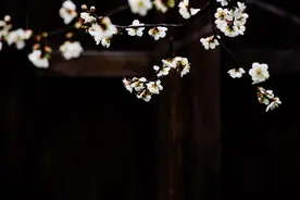 文人与梅：只有梅花是知己图片