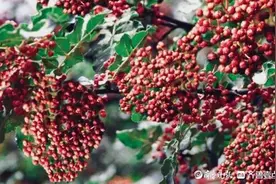 青未了/家乡的花椒树图片