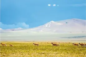 羌塘深处，守护藏羚羊图片