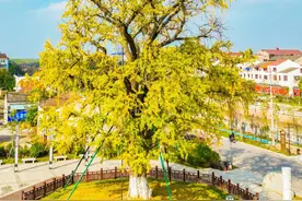 湖北1900多岁古银杏落叶成景：至今枝繁叶茂图片