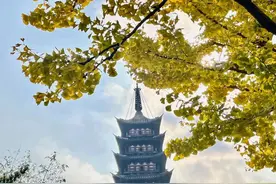 百年银杏披金装 千年古塔秋意浓图片