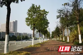 怎么一到冬天就要给树木刷白，是有什么讲究吗？图片