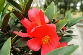 像杜鹃却是山茶，杜鹃红山茶在白玉公园绽放图片