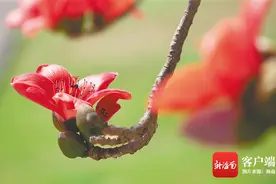 文旅周刊 | 木棉花开红艳艳图片