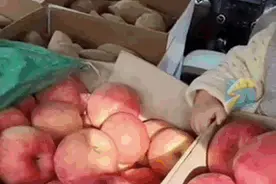 山东苹果，凭什么是中国苹果之神？图片