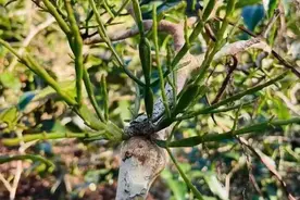 螃蟹脚：寄生在景迈山古树茶上的精灵图片