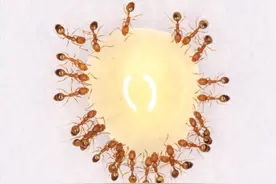 中国科学院昆明动物研究所探寻蚂蚁世界奥秘图片