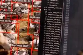 00后开发出全国首款AI养鹅小程序，一秒找出病鹅