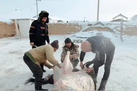 熏马肉、熏马肠……哈萨克族的传统“冬宰”图片