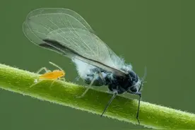 苹果绵蚜——吃苹果的“棉球”图片