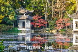 美翻了！杭州惊现今冬最红“枫”景！彩色海洋如诗如画→图片