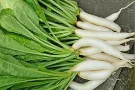 台食药部门称大陆白萝卜有农药残留，蓝营“立委”：别为报复而报复图片