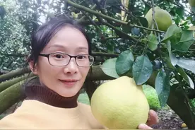 26℃丨为给脑瘫双胞胎治病，单亲妈妈承包40亩果园图片