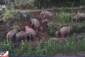 又吃又玩 30多头野生亚洲象现身云南江城县“大象食堂”图片