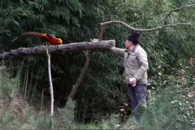 【潮哥影像】金鸡身披七色羽毛下山了，快约上好友来看图片