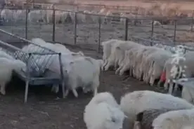 萨摩耶犬混进羊群干饭，不抬头谁能看出来？图片