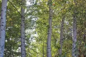 故乡山川 | 坟里挖出个铜镜——生产队的人和事(之二)图片