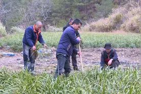 英山县郑家坊村：石菖蒲助力村民鼓钱包图片