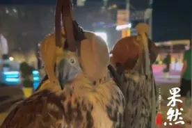 果然视频｜卡塔尔土豪玩的鹰隼长啥样？有点呆萌，头上还戴着帽子图片