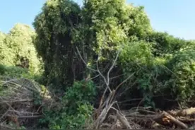 薇甘菊——“疯狂”的植物杀手图片