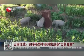 云南江城：30多头野生亚洲象现身“大象食堂”