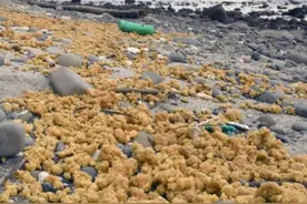 日本种子岛海域漂浮大量黄色物体 专家称罕见图片