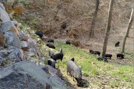 靠山吃山｜禹州市苌庄镇：藏香猪“拱”开致富门图片