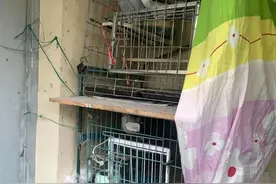 养鸽扰民怎么办？他们联合执法化解难题图片