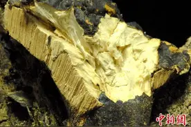 四川理塘境内发现珍稀灵芝物种——白肉灵芝图片