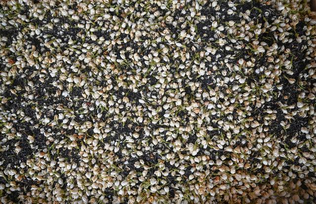 （新华全媒+）福州：茉莉花茶的传统窨制工艺