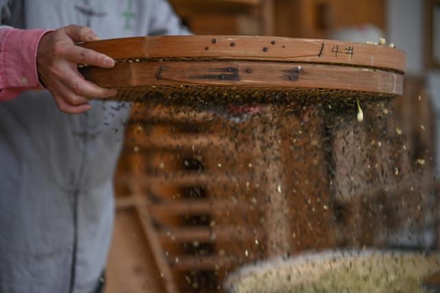 （新华全媒+）福州：茉莉花茶的传统窨制工艺