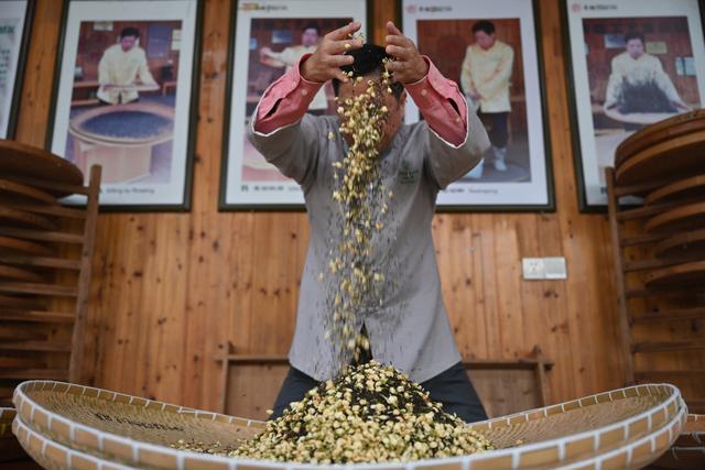 （新华全媒+）福州：茉莉花茶的传统窨制工艺