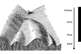 中科院昆明动物研究所探寻蚂蚁世界奥秘图片