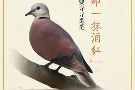 秘境之眼·人类之友 日历 | 火斑鸠：林中的“那一抹酒红”图片