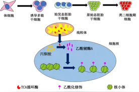 揭示线粒体TCA酶入核调控多能性的全新模式图片