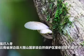 新华全媒+｜微距镜头下的大围山保护区蘑菇王国图片