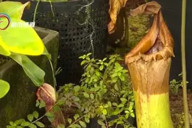 刷爆朋友圈！猪笼草又抓老鼠了，来看植物界的顶级猎手！图片
