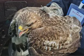 长相凶猛！网友爆料：自家鸡窝闯入“怪家伙”！一查身份，不得了图片