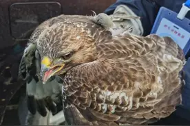 长相凶猛！杭州网友爆料：自家鸡窝闯入“怪家伙”！一查身份，不得了图片