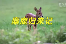 微视频｜麋鹿归来记图片