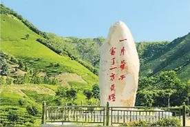 安吉白茶不姓“白”图片