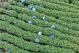 一缕茶香云南来图片