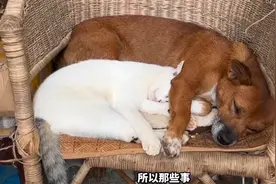 果然视频｜对话罗爷爷：我想让动物们活得有尊严，活得开心图片