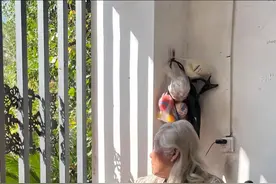 对话“豹子”罗爷爷：中国最孤独的动物园，正在熬过寒冬图片