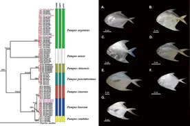 研究揭示世界鲳属鱼类物种多样性和地理分布格局图片