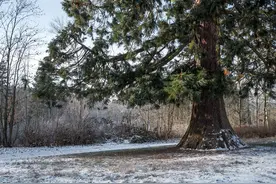 德国巴伐利亚州天气寒冷 大地一片银装素裹景象图片