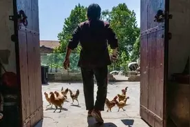 母亲说，扒掉鸡窝吧图片