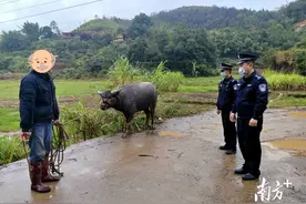 梅州五华：耕牛失踪农户愁，民警找回解民忧图片