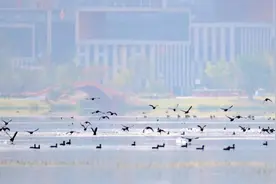 又到一年观鸟季！看今年有哪些“老朋友”来“公园成都”过冬图片